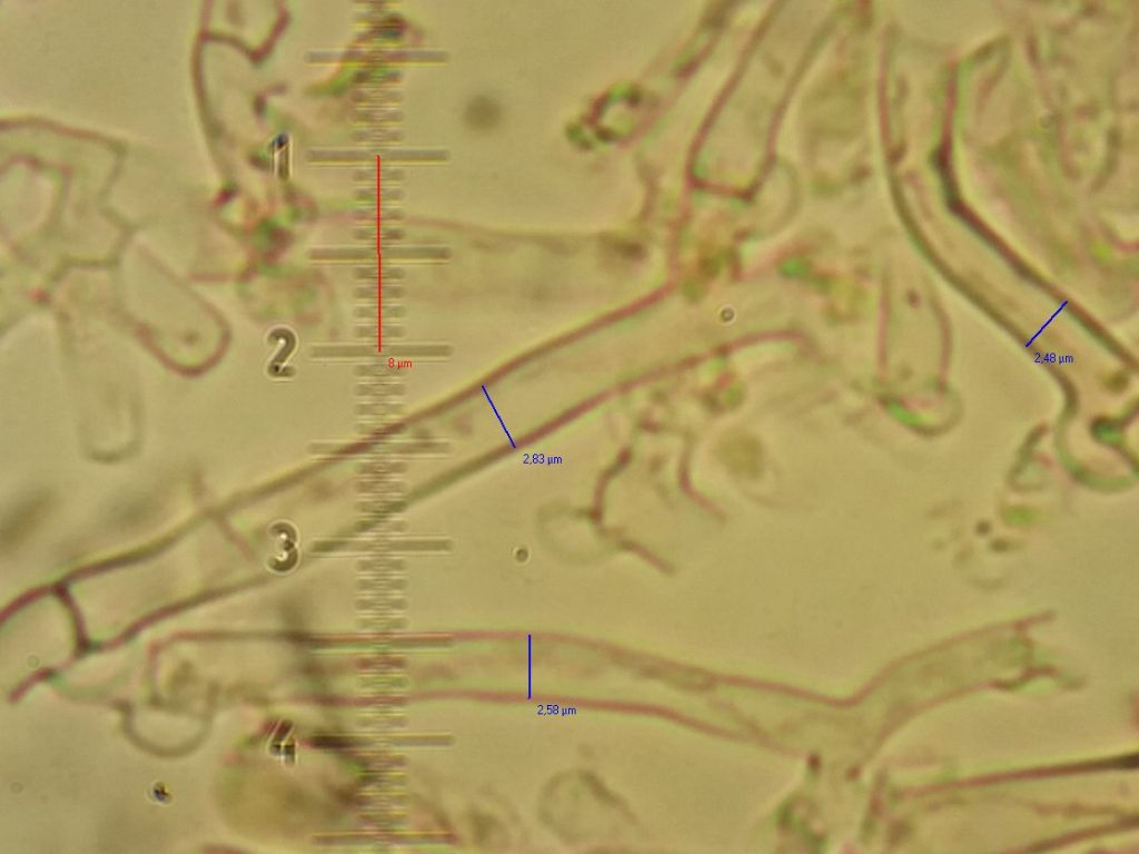 Crosta Bianca, forse Athelia?